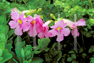 Picture of Incarvillea delavayi 