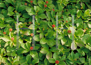 Picture of Cornus canadensis 