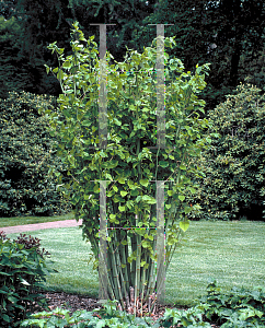 Picture of Polygonum japonicum 'Crimson Beauty'