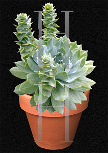 Picture of Dudleya albiflora 