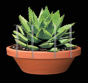 Picture of Aloe nobilis 