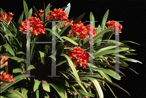 Picture of Clivia miniata 