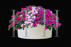 Picture of Impatiens walleriana 