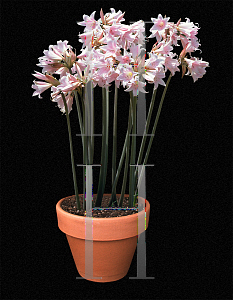 Picture of Amaryllis belladonna 