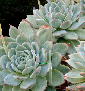 Picture of Echeveria var. colorata 