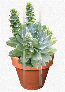 Picture of Dudleya albiflora 