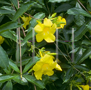 Picture of Allamanda cathartica 