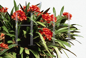 Picture of Clivia miniata 