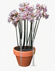 Picture of Amaryllis belladonna 