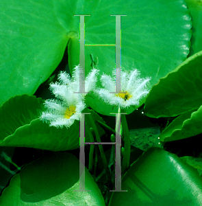 Picture of Nymphoides indica 