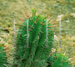 Picture of Euphorbia horrida 