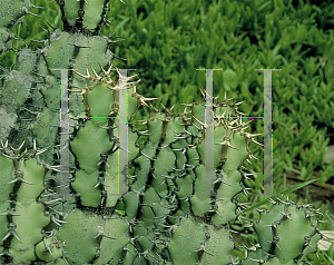 Picture of Euphorbia coerulescens 