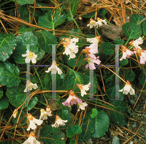 Picture of Shortia galacifolia 