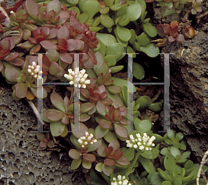 Picture of Crassula pubescens radicans 