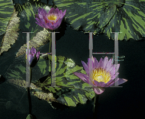 Picture of Nymphaea  'Leopardess'