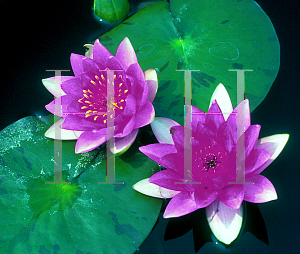 Picture of Nymphaea  'Director George T. Moore'