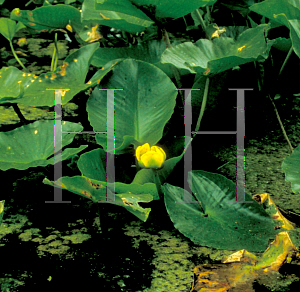Picture of Nuphar polysepala 
