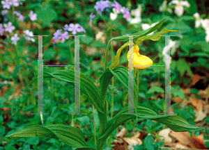 Picture of Cypripedium calceolus 