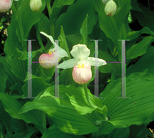 Picture of Cypripedium reginae 