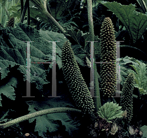 Picture of Gunnera tinctoria 