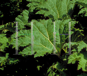 Picture of Gunnera tinctoria 