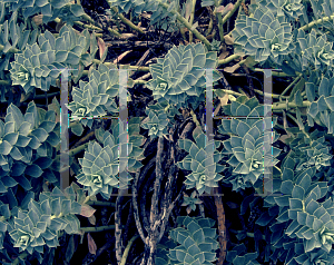 Picture of Euphorbia myrsinites 
