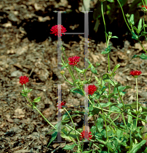 Picture of Knautia macedonica 