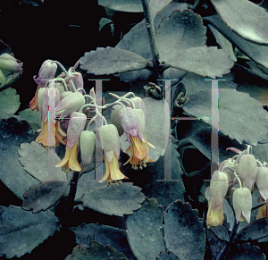 Picture of Kalanchoe rosei var. seyrigii 