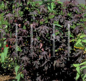 Picture of Hibiscus acetosella 'Coppertone (Red Shield)'