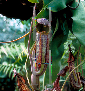 Picture of Nepenthes spp. 