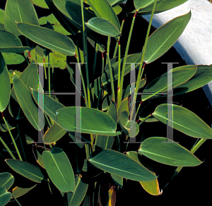 Picture of Thalia dealbata 