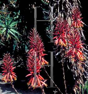 Picture of Aloe vera 