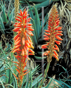 Picture of Aloe arborescens 