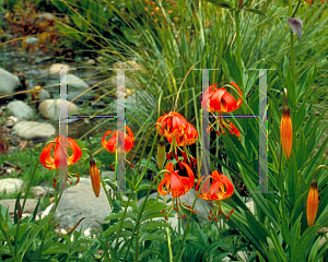 Picture of Lilium pardalinum 