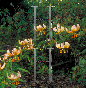 Picture of Lilium martagon 