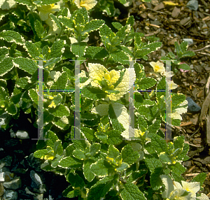 Picture of Mentha suaveolens 'Variegata'