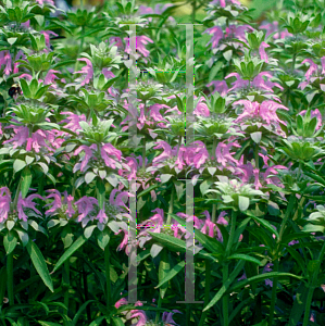 Picture of Monarda citriodora 