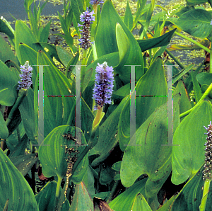 Picture of Pontederia cordata 