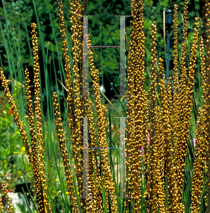 Picture of Triglochin maritima 