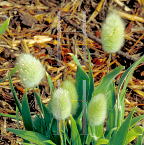 Picture of Lagurus ovatus 