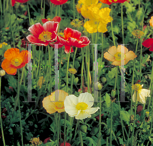 Picture of Papaver nudicaule 