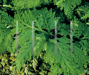 Picture of Selaginella versicolor 