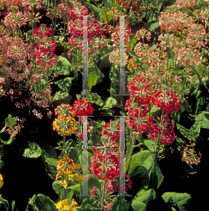 Picture of Primula florindae 'Ceperly Hybrid'