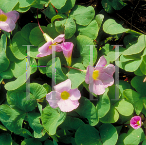 Picture of Oxalis purpurea 