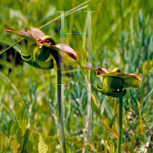 Picture of Sarracenia purpurea 