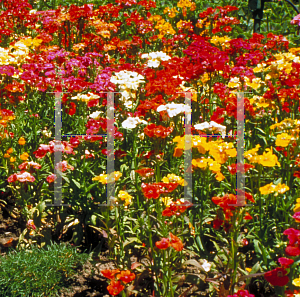 Picture of Nemesia strumosa 