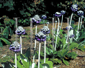 Picture of Primula capitata 