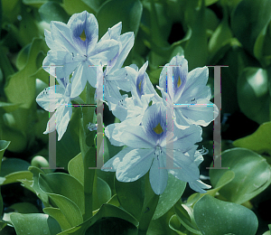 Picture of Eichhornia crassipes 