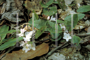 Picture of Epigaea repens 