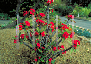 Picture of Euphorbia milii 